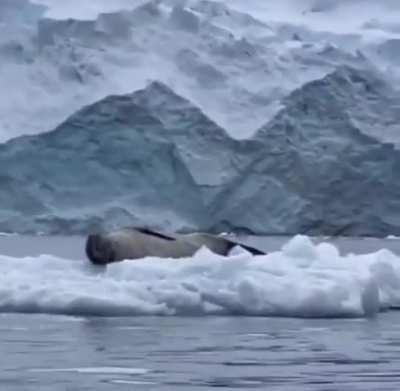 🔥 Penguin accidentally interrupts a leopard seal taking a nap
