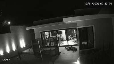 HMB while I ignore the door