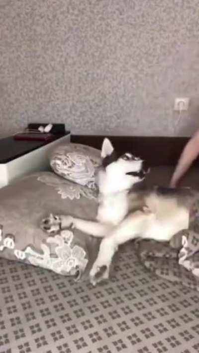 This deranged Husky