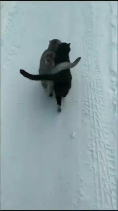 Where have you seen such a pair of cats, it is Dena Husband Wife Happy ka