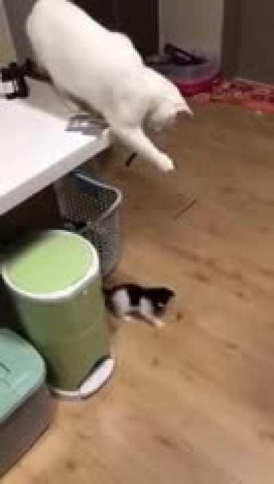 Mom Entertains Her Kitten...