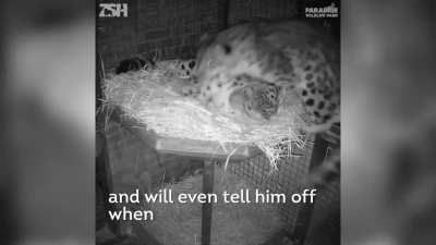 This snow leopard couple is adorable