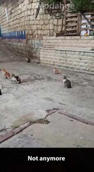 Syrian guy prepping cats for Ramadan