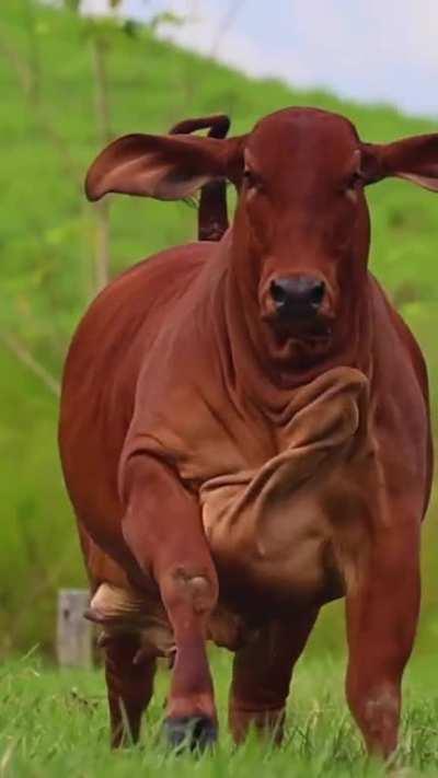 Look at this heffer!