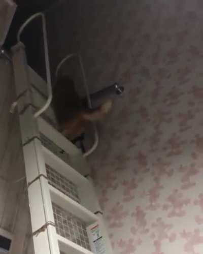 catculated the most optimized way on how to climb this exact stairway.