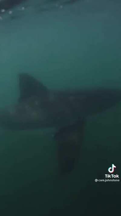 What I imagine is under me every time I’m in water!