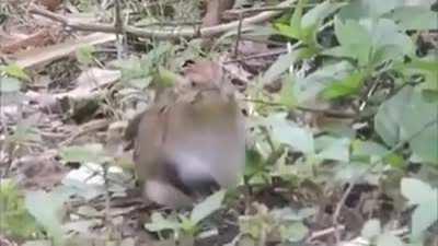 Bird appears to have a set of hands...