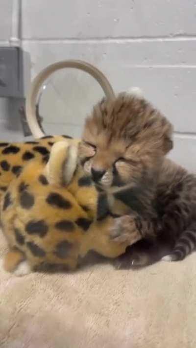 Adorable future apex predator