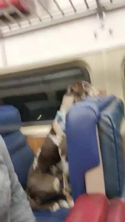My dog rides the train like he's a human