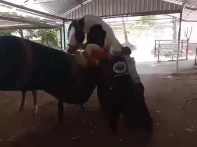 Чуть не сделал кентавра