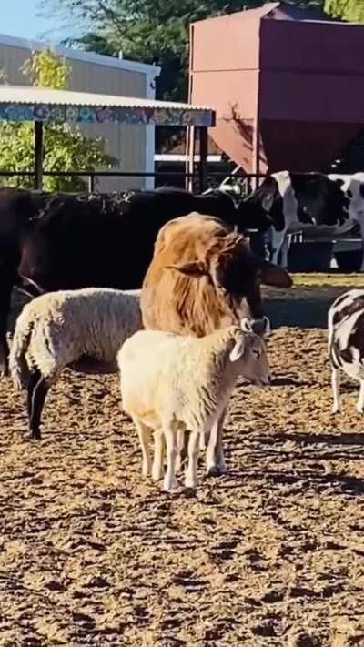 Lick the pig, lick the sheep... Lick all the friends!