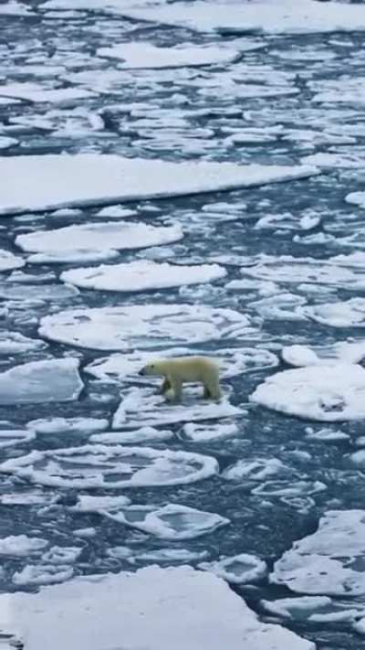 🔥Polar Bear traversing the frigid waters of the Arctic.