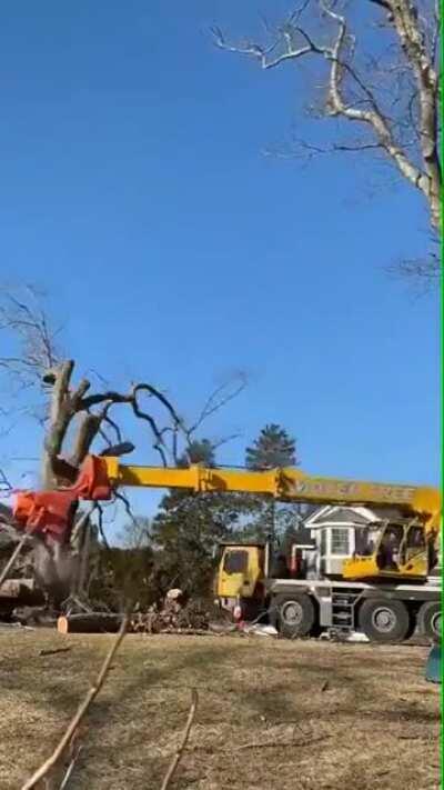 How trees are made...