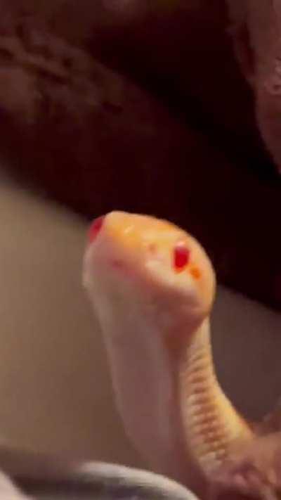 No thoughts. Head empty.