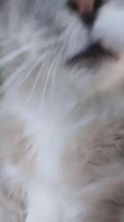 Why must you refrain from petting this beauty