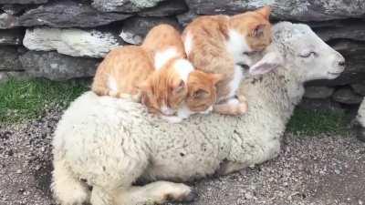 Cats on a sheep's back
