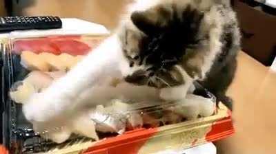 Touch ALL tha fishies