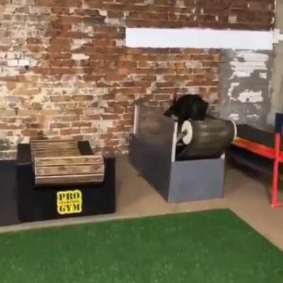 This doggie loves running