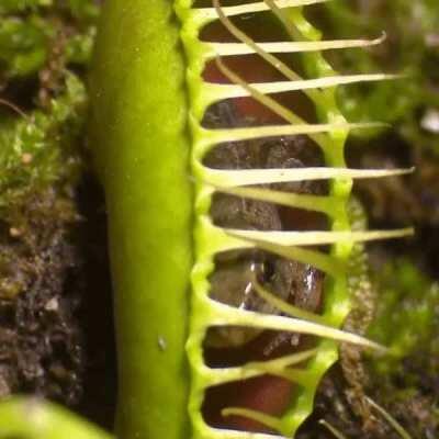 Last few minutes of a frog