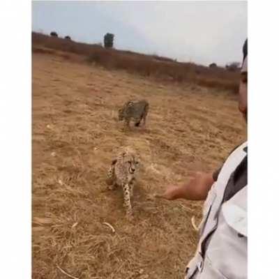 Man stops a cheetah with the force