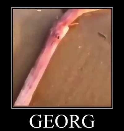 Georg