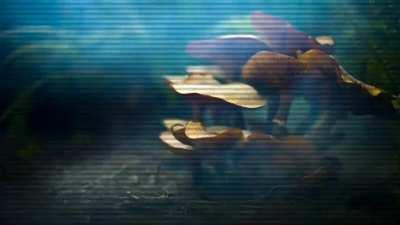 Korone's English Stream 4: Kinoko of the Patriots