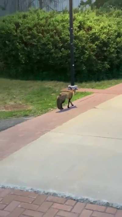 Fox spotted on Carleton campus tonight