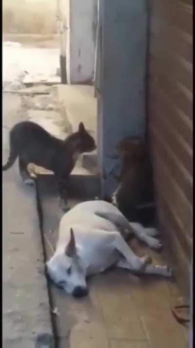 Poor doggo almost had a heart attack...