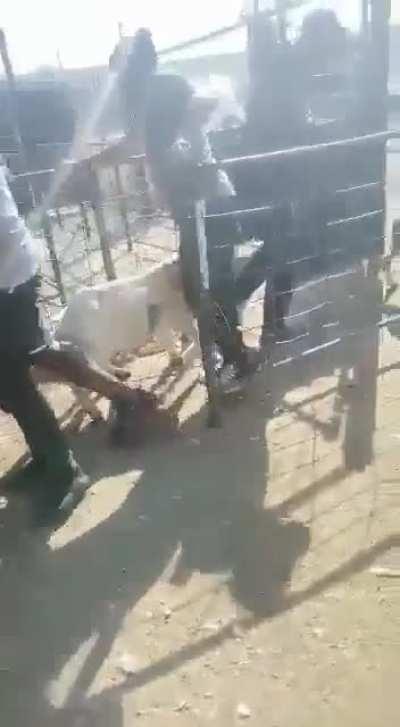 South African looters leaving no stone unturned. Even the chickens, goats and sheep are being stolen.