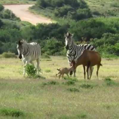 Zebra doing a hit and run on an Antelope calf