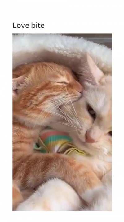 Wunk on wunk assault