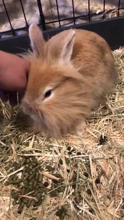 Ginger enjoying pets