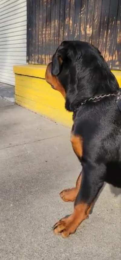 8 month old pup checking out the train about to go by as we wait for his turn to see the vet.