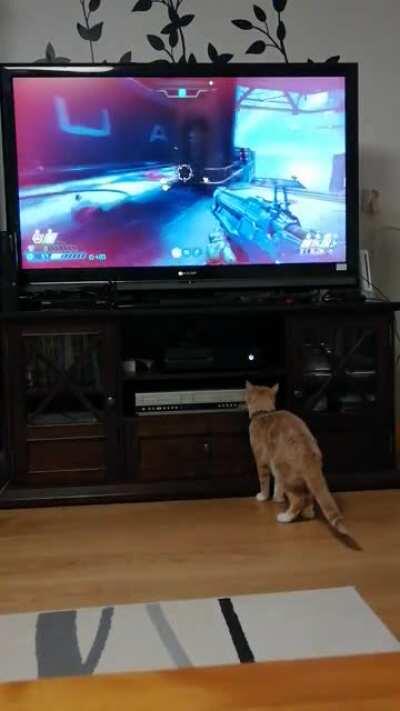 Playing Doom eternal ancient gods until my sister's cat did this!!!