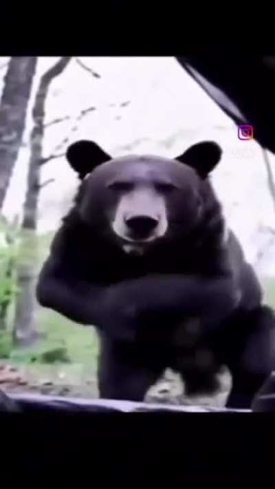 Thank goodness he's fine! I had no idea bears could do that