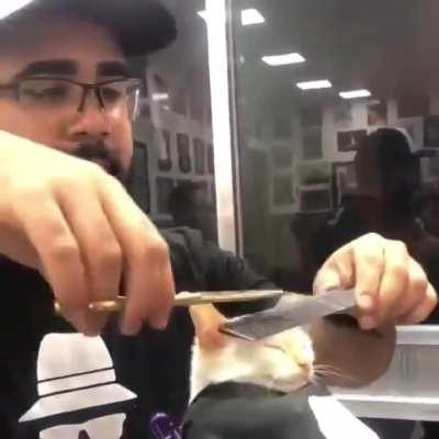 Cat is ready for Eid (no whiskers were harmed)