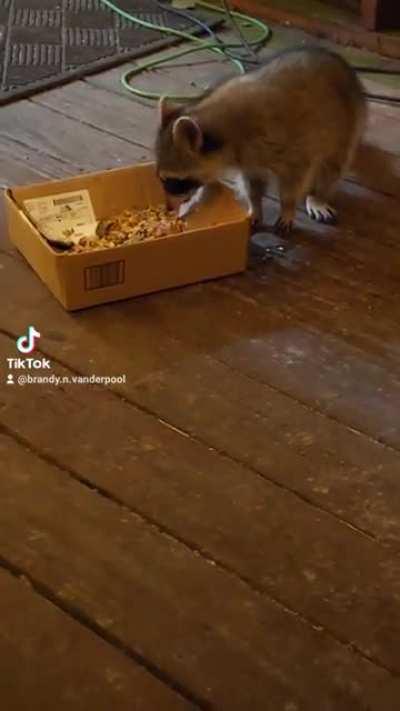 Another video of my little trash family. They get our dinner scraps. We adore them.