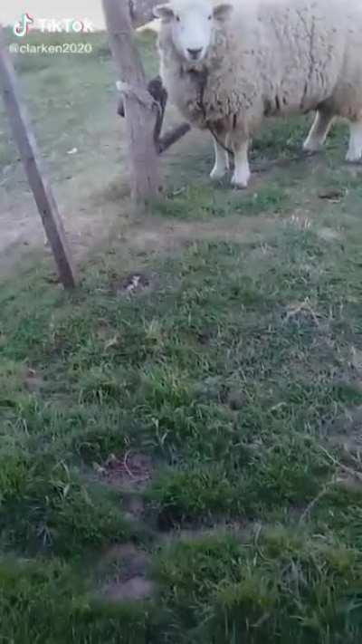 El Barça acaba de anunciar el remplazo de Messi