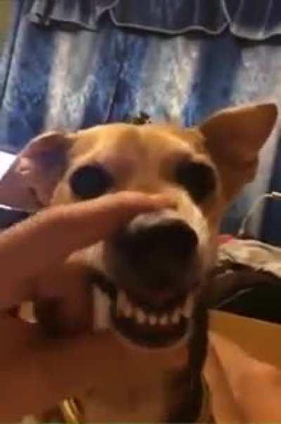 When you are not afraid of dogs