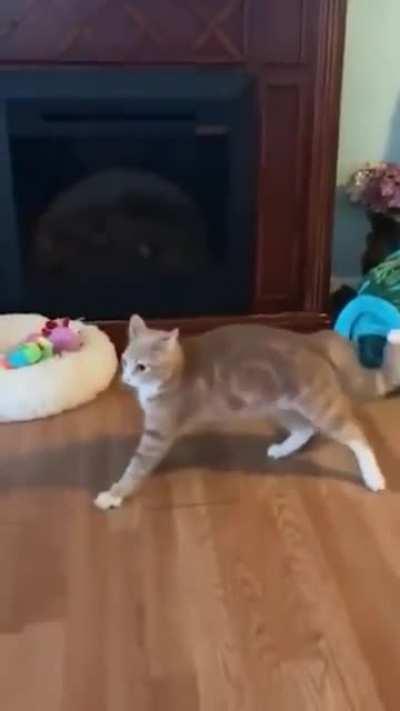 She hates wooden floor