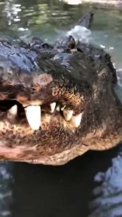 Крокодильчик