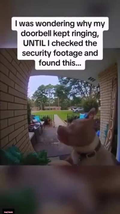 There is no way that dogs scream was real