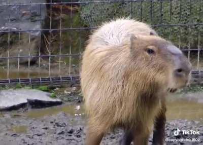 What is bro ranting and raving about?