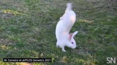 Rabbit does a walking handstand (genetic mutation)