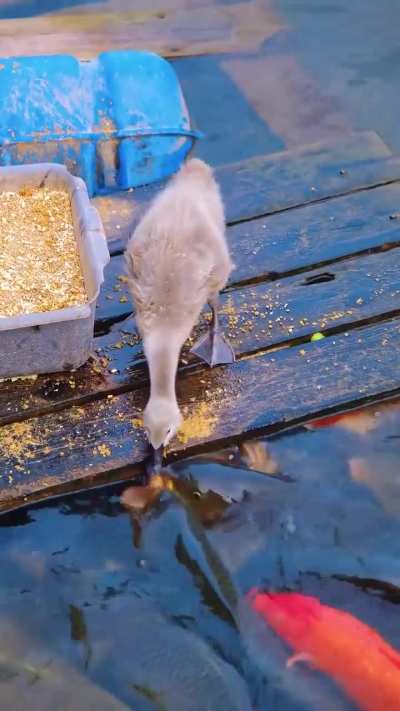 The baby swan is feeding the fishes