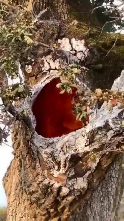 Tree burning From inside after Lightning Strikes