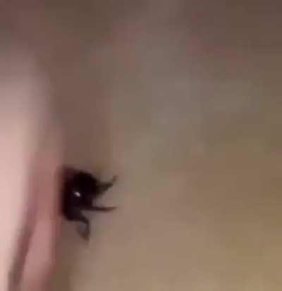 realmente, acho q deve ser fake