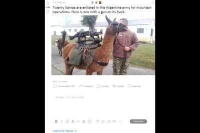 Mess with the Llama, and you get some serious drama