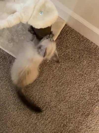 Sharpening his claws before he strikes