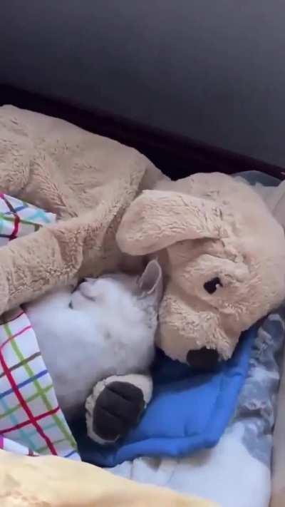 The cat is like a child who wants a teddy bear to sleep with🥰🥰